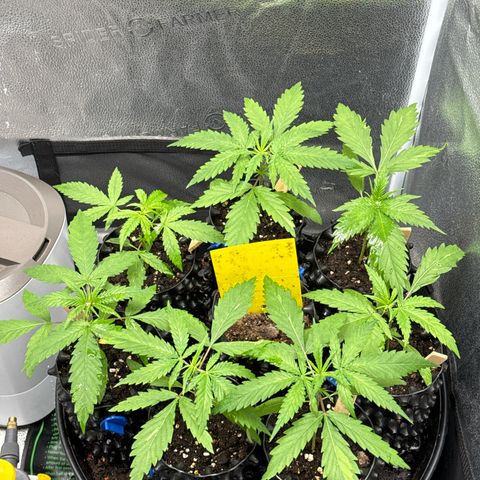 👍 Joey 4 RIP Enharda Rum  growlog timeline photo