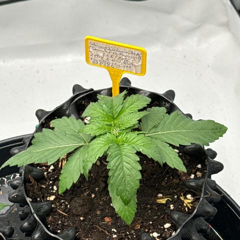 Shining Silver Haze growlog timeline photo