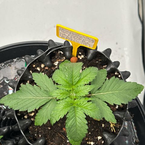 Shining Silver Haze growlog timeline photo