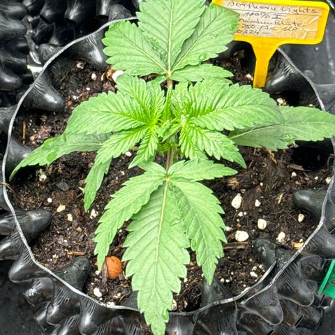Northern Lights growlog timeline photo
