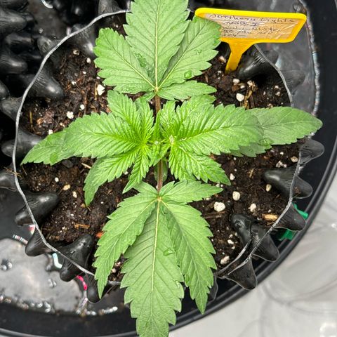 Northern Lights growlog timeline photo