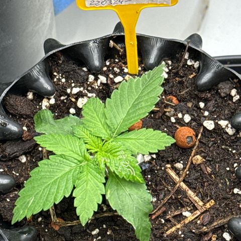 Wedding Cheesecake growlog timeline photo