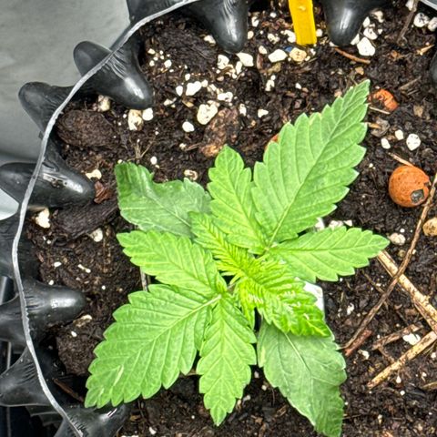 Wedding Cheesecake growlog timeline photo