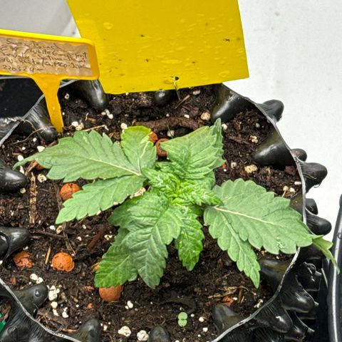 SexBud growlog timeline photo
