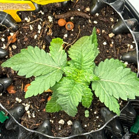 SexBud growlog timeline photo