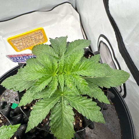 Shining Silver Haze growlog timeline photo