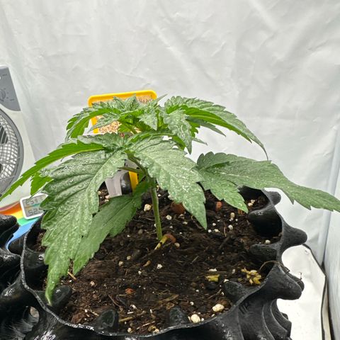 Shining Silver Haze growlog timeline photo