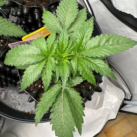 Northern Lights growlog timeline photo