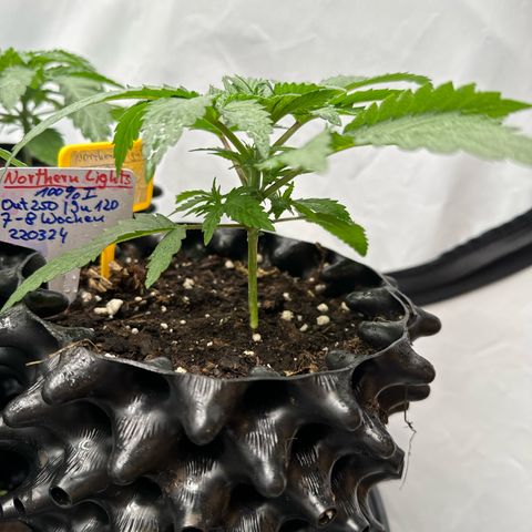 Northern Lights growlog timeline photo