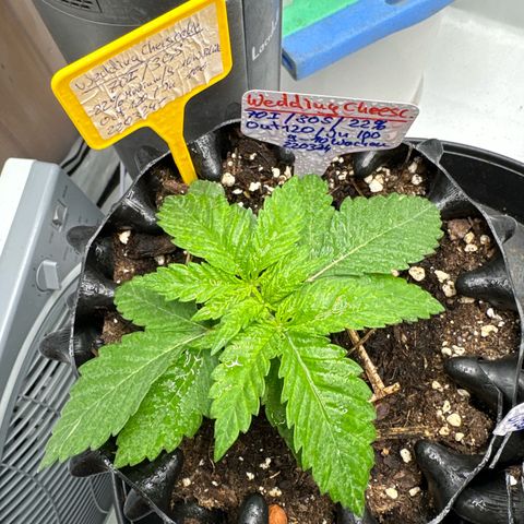 Wedding Cheesecake growlog timeline photo