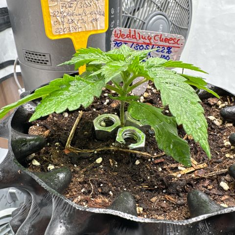 Wedding Cheesecake growlog timeline photo