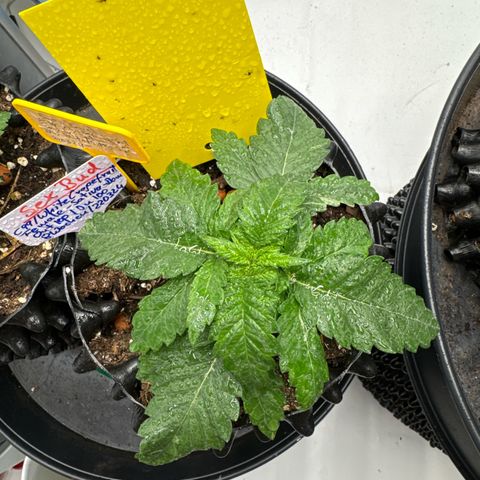 SexBud growlog timeline photo