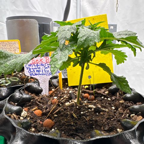SexBud growlog timeline photo