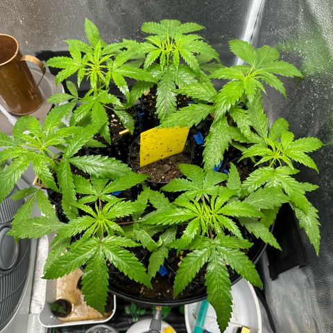 👍 Joey 4 RIP Enharda Rum  growlog timeline photo
