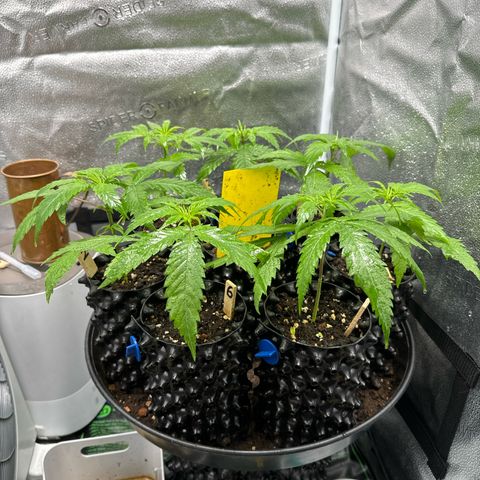 👍 Joey 4 RIP Enharda Rum  growlog timeline photo
