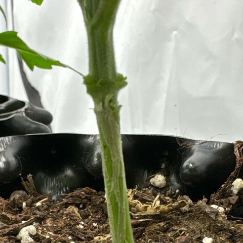 Northern Lights growlog photo:  Probe halber mal die unteren Äste der Northern Lights in Quelltöpfe gestellt und gegossen. Mal schauen ob die wieder treiben. 