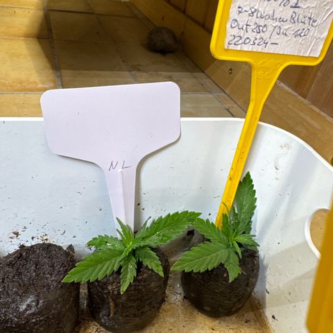 Northern Lights growlog photo:  Probe halber mal die unteren Äste der Northern Lights in Quelltöpfe gestellt und gegossen. Mal schauen ob die wieder treiben. 