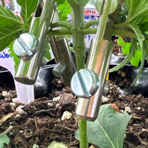 Shining Silver Haze growlog photo:  Die erste Etage etwas gebogen und angepasst.