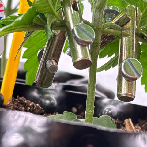 Shining Silver Haze growlog photo:  Die erste Etage etwas gebogen und angepasst.