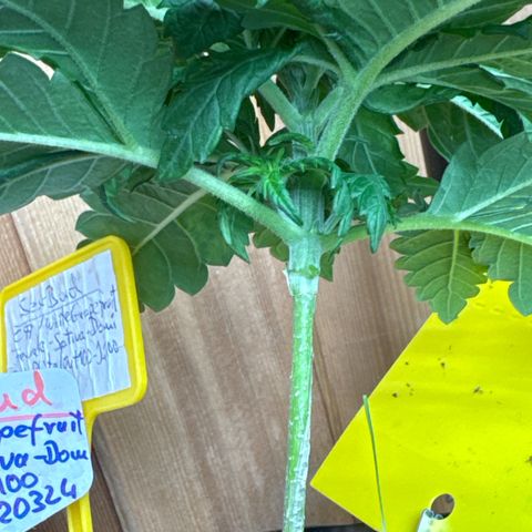 SexBud growlog timeline photo