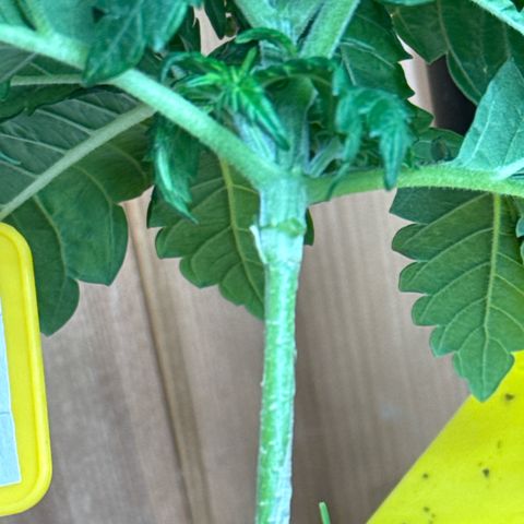 SexBud growlog timeline photo