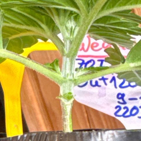 Wedding Cheesecake growlog timeline photo
