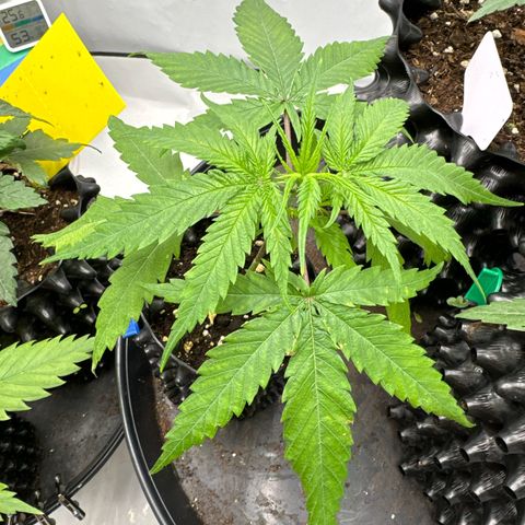 👍 Joey 5 RIP Enharda Rum  growlog timeline photo