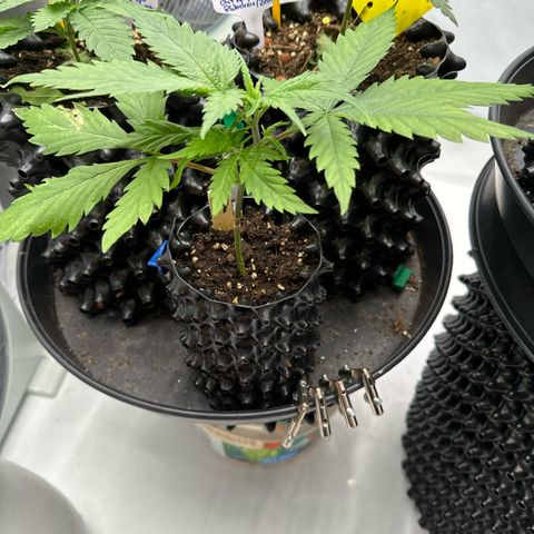 👍 Joey 4 RIP Enharda Rum  growlog timeline photo