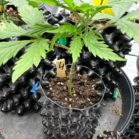👍 Joey 4 RIP Enharda Rum  growlog timeline photo