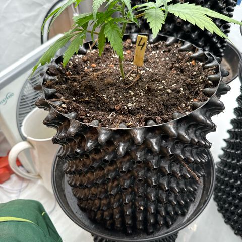 👍 Joey 4 RIP Enharda Rum  growlog timeline photo