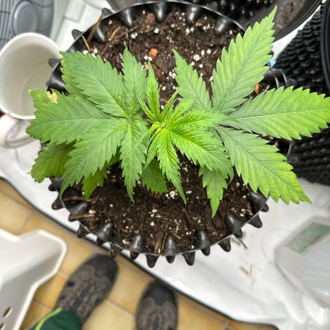 👍 Joey 4 RIP Enharda Rum  growlog timeline photo