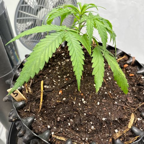 👍 Joey 5 RIP Enharda Rum  growlog timeline photo