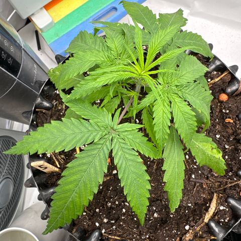 👍 Joey 5 RIP Enharda Rum  growlog timeline photo