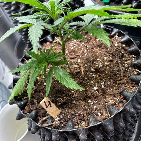 👍 Joey 4 RIP Enharda Rum  growlog timeline photo