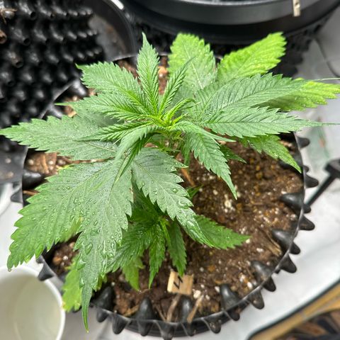 👍 Joey 4 RIP Enharda Rum  growlog timeline photo