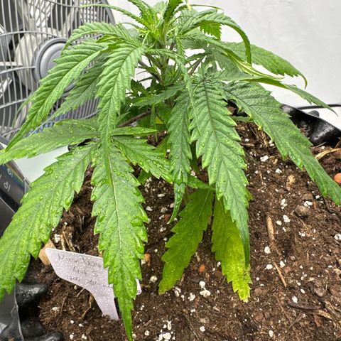 👍 Joey 5 RIP Enharda Rum  growlog timeline photo