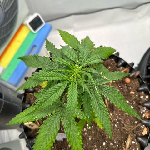 👍 Joey 5 RIP Enharda Rum  growlog timeline photo