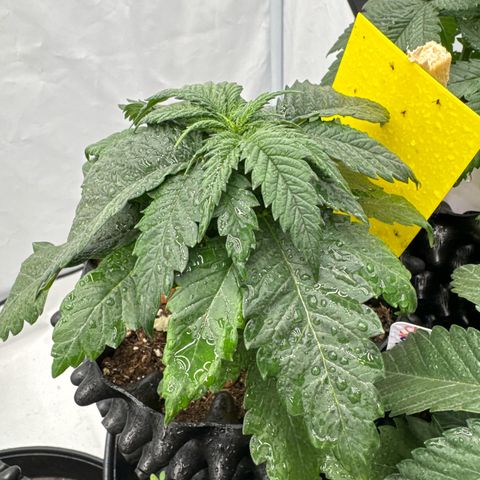SexBud growlog timeline photo