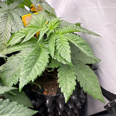 Wedding Cheesecake growlog timeline photo