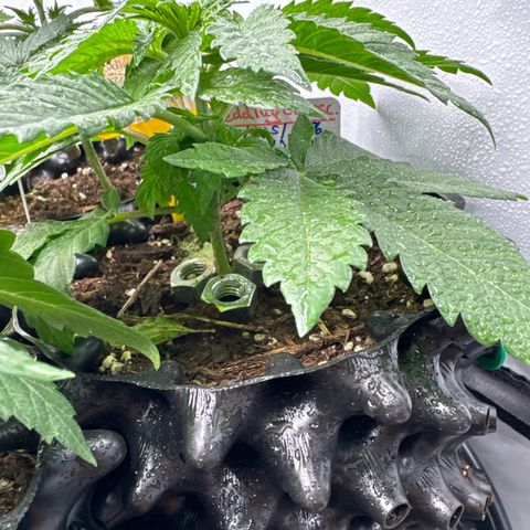 Wedding Cheesecake growlog timeline photo