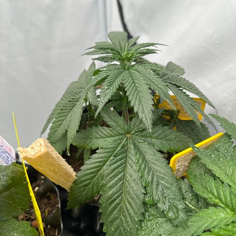 Northern Lights growlog timeline photo