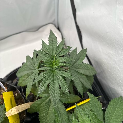 Northern Lights growlog timeline photo