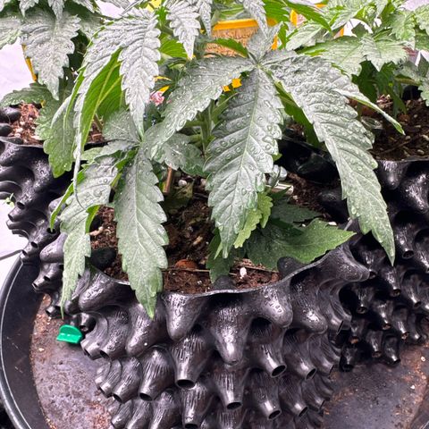 Shining Silver Haze growlog timeline photo