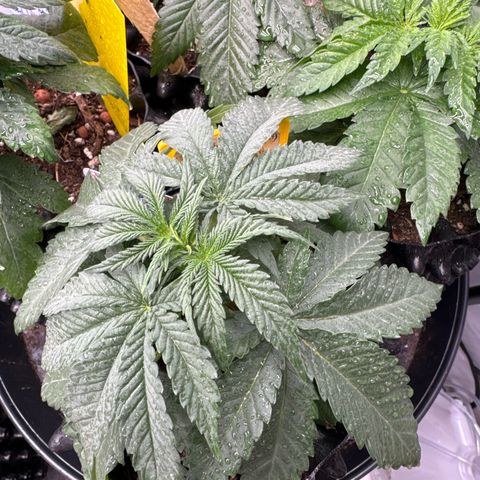 Shining Silver Haze growlog timeline photo