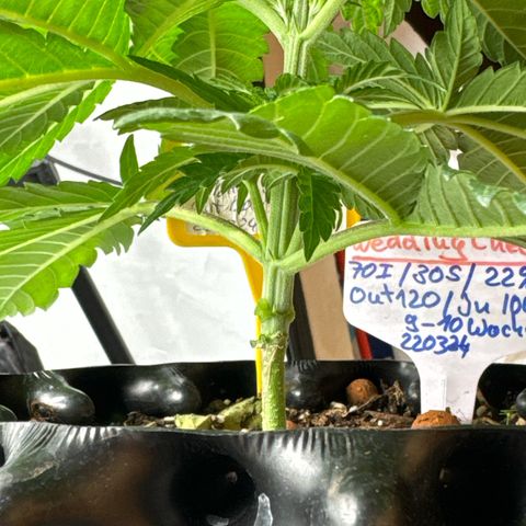 Wedding Cheesecake growlog timeline photo