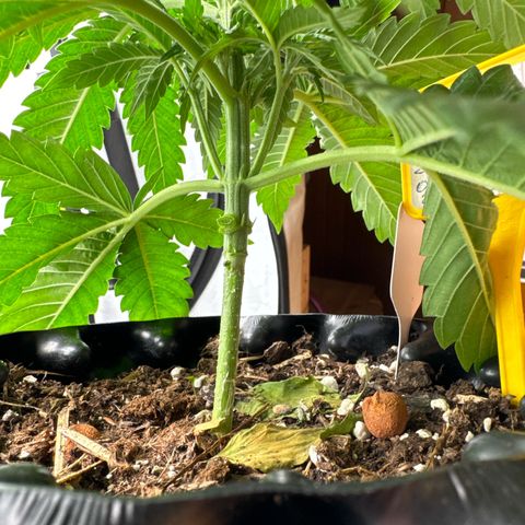 Shining Silver Haze growlog timeline photo