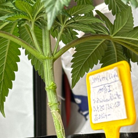 Northern Lights growlog timeline photo