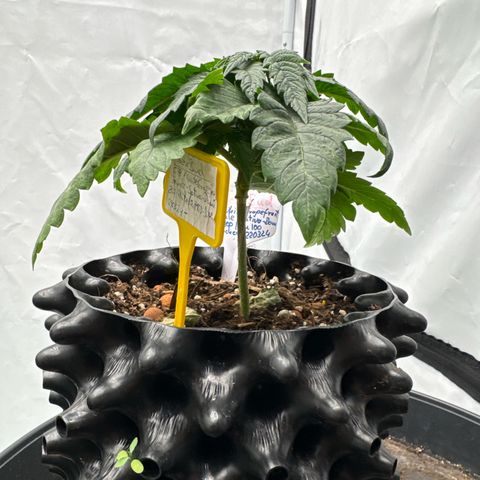 SexBud growlog photo:  Die sechs Bad ist nicht besonders groß und sehr kompakt, schon fast etwas mickrig wirkend.