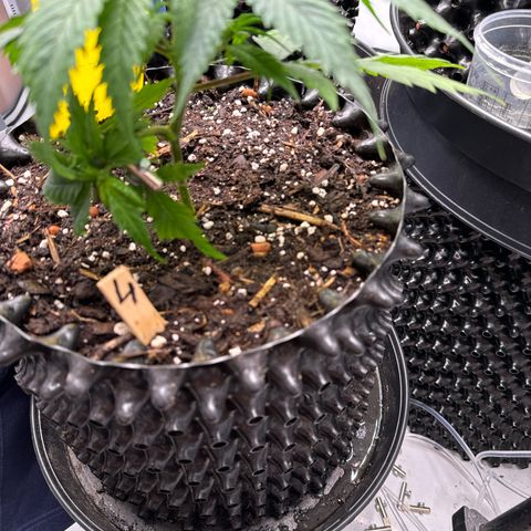 👍 Joey 4 RIP Enharda Rum  growlog timeline photo