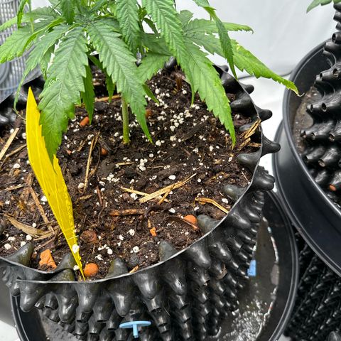 👍 Joey 5 RIP Enharda Rum  growlog photo:  zuerst den oberen Teil langsam befeuchtet und anschließend bedacht durchnässt bis unten das Wasser leicht rausläuft .